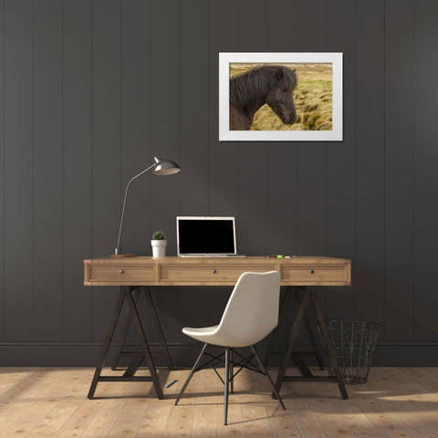 Iceland Profile of Icelandic horse White Modern Wood Framed Art Print by Illg, Cathy and Gordon