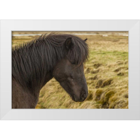 Iceland Profile of Icelandic horse White Modern Wood Framed Art Print by Illg, Cathy and Gordon