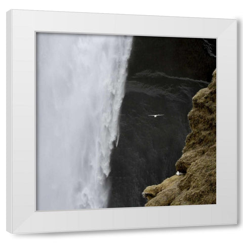 Iceland Seagull flies past Skogafoss waterfall White Modern Wood Framed Art Print by Young, Bill