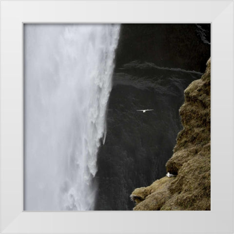 Iceland Seagull flies past Skogafoss waterfall White Modern Wood Framed Art Print by Young, Bill
