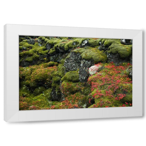 Iceland, Pingvellir NP Moss-covered rocks White Modern Wood Framed Art Print by Kirkland, Dennis