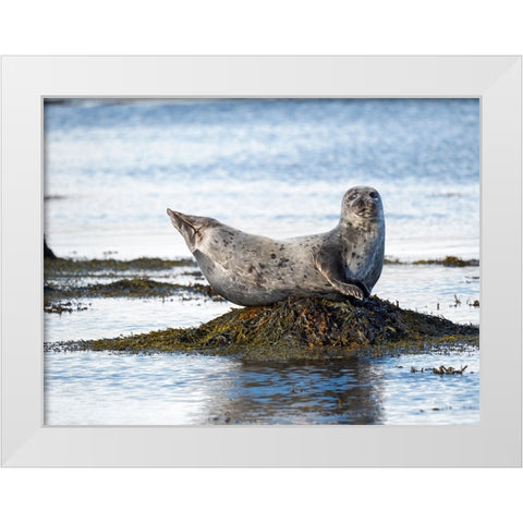 Harbor Seal near Djupavik in Iceland.-Strandir. Europe- Iceland White Modern Wood Framed Art Print by Zwick, Martin