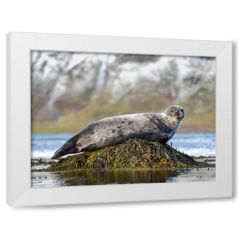 Harbor Seal near Djupavik in Iceland.-Strandir. Europe- Iceland White Modern Wood Framed Art Print by Zwick, Martin