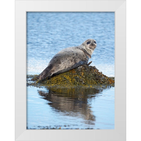 Harbor Seal near Djupavik in Iceland.-Strandir. Europe- Iceland White Modern Wood Framed Art Print by Zwick, Martin