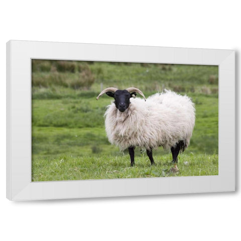 Ireland, Westport A sheep in the countryside White Modern Wood Framed Art Print by Kaveney, Wendy