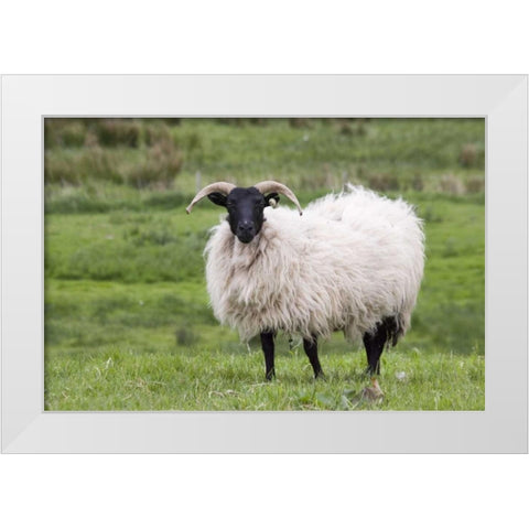 Ireland, Westport A sheep in the countryside White Modern Wood Framed Art Print by Kaveney, Wendy