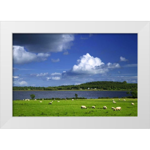 Ireland, Co Roscommon Pastoral scene of lake White Modern Wood Framed Art Print by Flaherty, Dennis