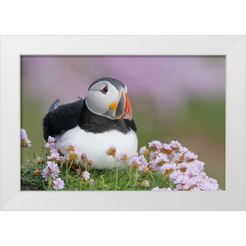 Ireland, Saltee Isl Atlantic puffin and flowers White Modern Wood Framed Art Print by Morris, Arthur