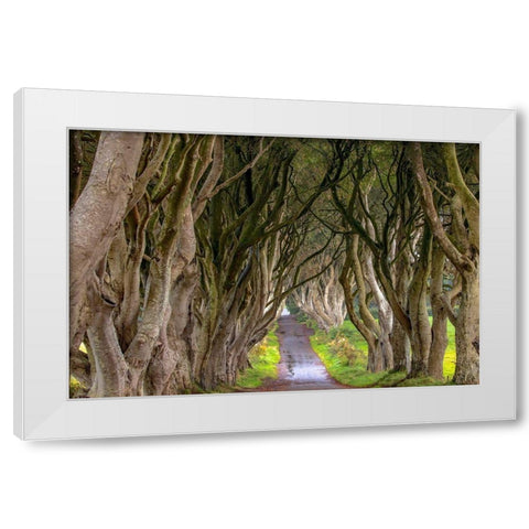 The Dark Hedges in Northern Ireland White Modern Wood Framed Art Print by Haney, Chuck