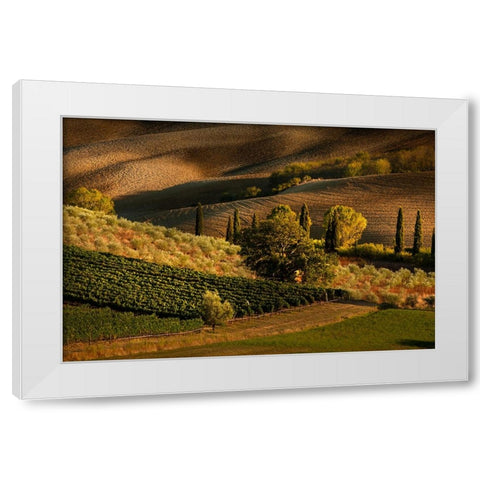 Afternoon light on vineyard and olive trees-Tuscany region of Italy White Modern Wood Framed Art Print by Jones, Adam