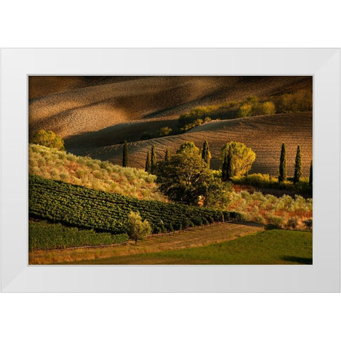 Afternoon light on vineyard and olive trees-Tuscany region of Italy White Modern Wood Framed Art Print by Jones, Adam