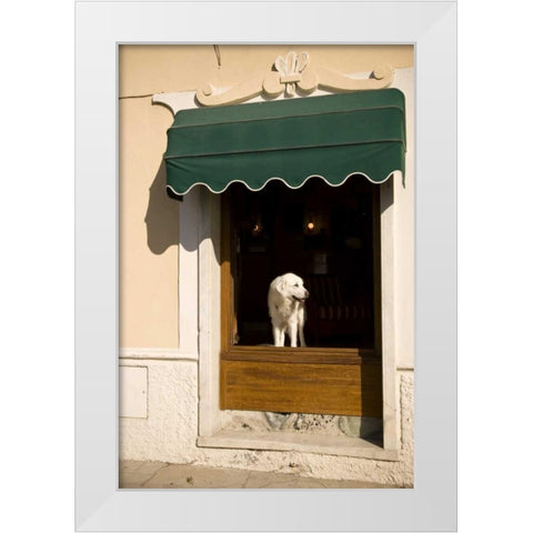 Italy, Cinque Terre, Monterosso A white dog White Modern Wood Framed Art Print by Kaveney, Wendy