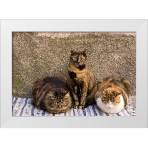 Italy, Vernazza Three cats beside building wall White Modern Wood Framed Art Print by Kaveney, Wendy