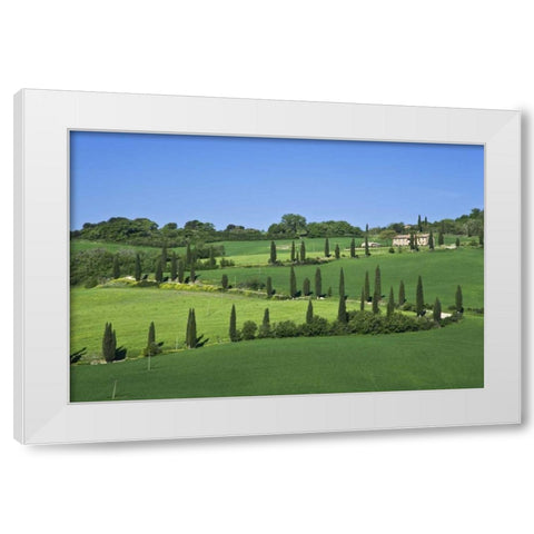 Italy, Tuscany Cypress trees line road to villa White Modern Wood Framed Art Print by Flaherty, Dennis