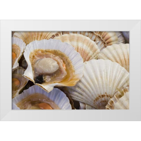 Italy, Venice Fresh scallops in their shell White Modern Wood Framed Art Print by Kaveney, Wendy