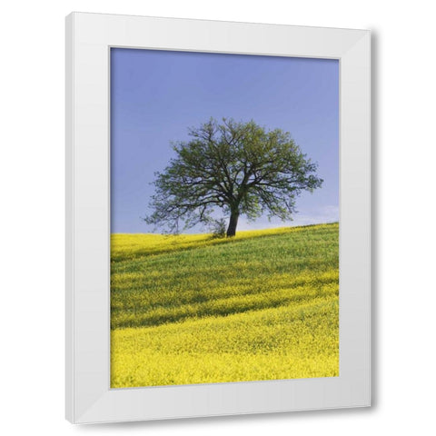 Italy, Tuscany Lone oak tree amid canola plants White Modern Wood Framed Art Print by Flaherty, Dennis