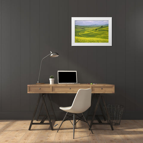 Italy, Tuscany Canola plants in the Val dOrcia White Modern Wood Framed Art Print by Flaherty, Dennis
