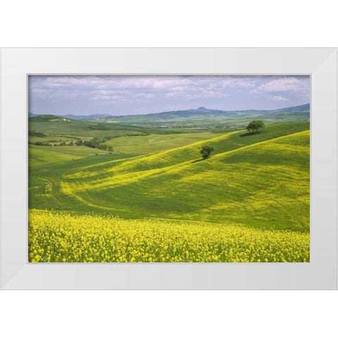 Italy, Tuscany Canola plants in the Val dOrcia White Modern Wood Framed Art Print by Flaherty, Dennis