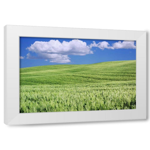 Italy, Tuscany Landscape of a wheat field White Modern Wood Framed Art Print by Flaherty, Dennis