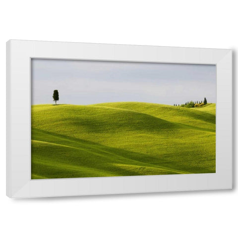 Italy, Tuscany Cypress tree and wheat fields White Modern Wood Framed Art Print by Bush, Marie