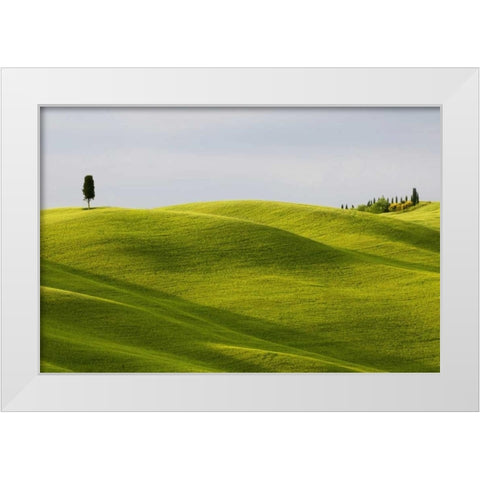 Italy, Tuscany Cypress tree and wheat fields White Modern Wood Framed Art Print by Bush, Marie