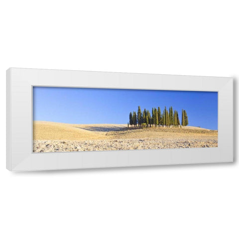 Italy, Tuscany Cypress grove panoramic White Modern Wood Framed Art Print by Delisle, Gilles
