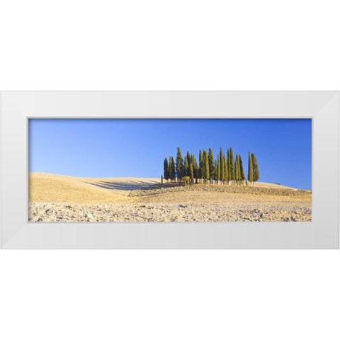 Italy, Tuscany Cypress grove panoramic White Modern Wood Framed Art Print by Delisle, Gilles