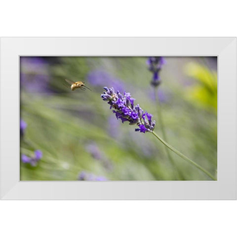 Italy, Tuscany Bee fly and lavender flower White Modern Wood Framed Art Print by Delisle, Gilles