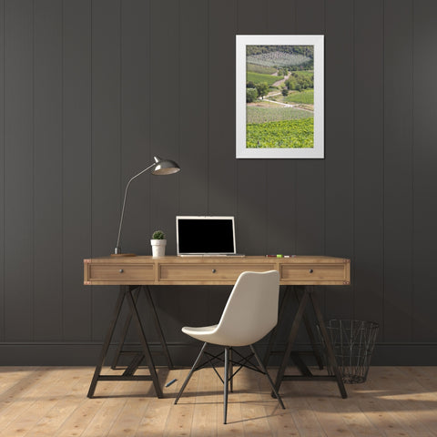 Italy, Radda Winery vineyards and olive groves White Modern Wood Framed Art Print by Delisle, Gilles