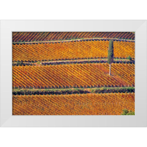 Europe-Italy-Tuscany-Vineyard in fall color and cypress tree White Modern Wood Framed Art Print by Jaynes Gallery