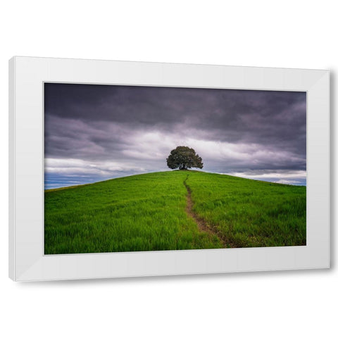 Europe-Italy-Tuscany-Val d Orcia-Trail to lone tree in farmland White Modern Wood Framed Art Print by Jaynes Gallery