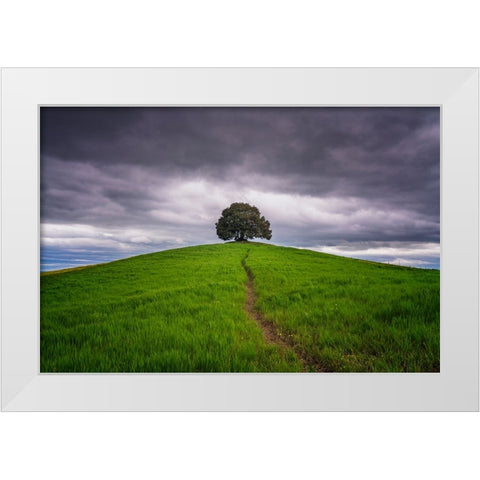 Europe-Italy-Tuscany-Val d Orcia-Trail to lone tree in farmland White Modern Wood Framed Art Print by Jaynes Gallery