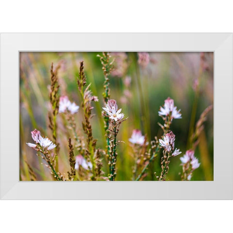 Messina Province-Caronia Wild flowers in a field near the medieval town of Caronia White Modern Wood Framed Art Print by Wilson, Emily