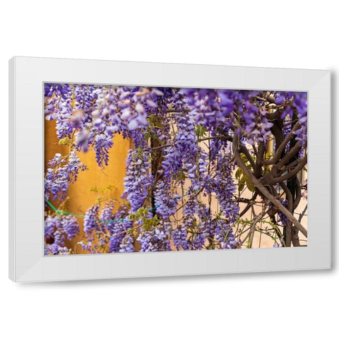 Messina Province-Tripi Wisteria flowers hanging in the medieval hilltop town of Tripi White Modern Wood Framed Art Print by Wilson, Emily
