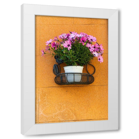 Trapani Province-Erice A pot of African Daisy flowers on wall in the ancient hill town of Erice White Modern Wood Framed Art Print by Wilson, Emily