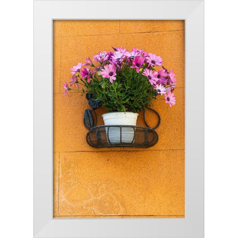 Trapani Province-Erice A pot of African Daisy flowers on wall in the ancient hill town of Erice White Modern Wood Framed Art Print by Wilson, Emily