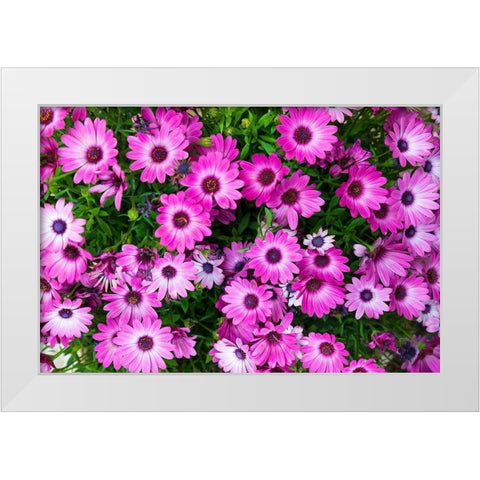 Trapani Province-Erice African Daisies in the ancient hill town of Erice White Modern Wood Framed Art Print by Wilson, Emily