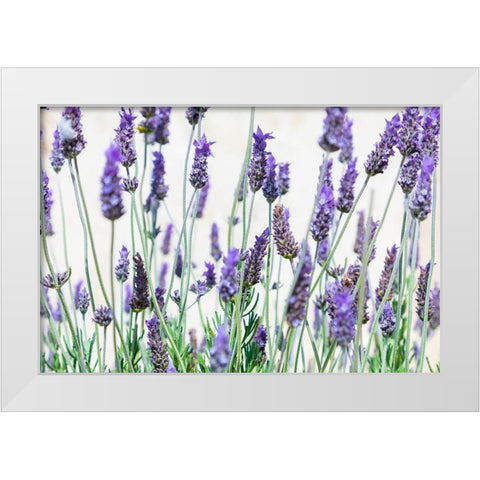 Lavender flowers on a white background White Modern Wood Framed Art Print by Wilson, Emily