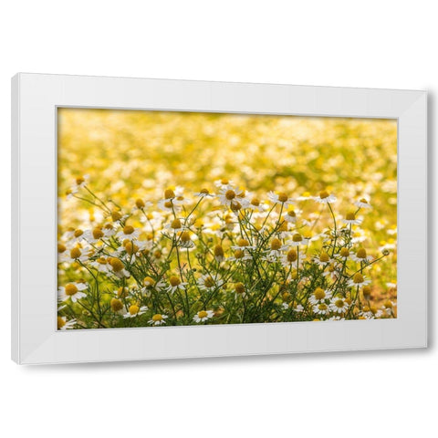 Field of chamomile White Modern Wood Framed Art Print by Wilson, Emily
