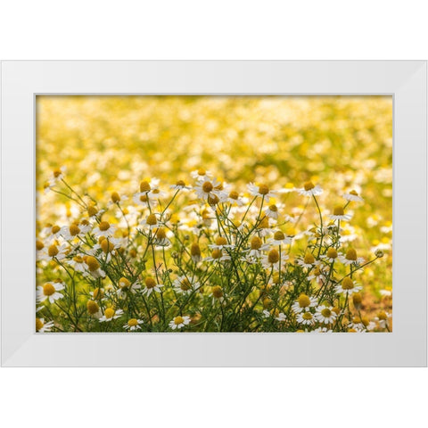 Field of chamomile White Modern Wood Framed Art Print by Wilson, Emily