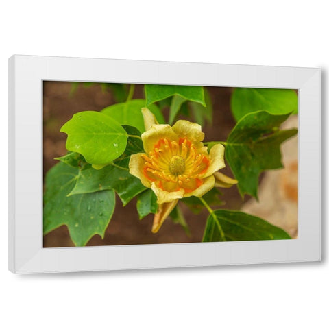 Italy-Apulia Yellow flower showing petals-stamen-and pistil White Modern Wood Framed Art Print by Wilson, Emily
