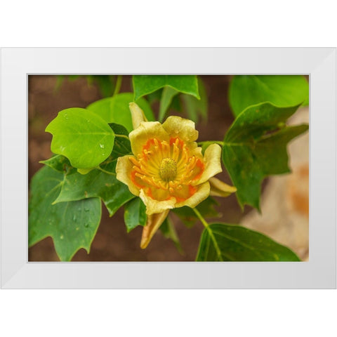 Italy-Apulia Yellow flower showing petals-stamen-and pistil White Modern Wood Framed Art Print by Wilson, Emily