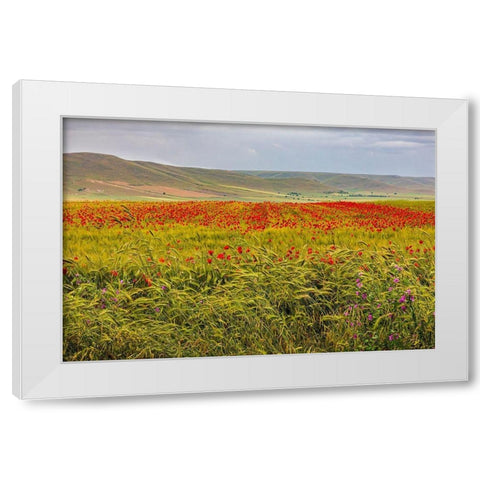 Italy-Apulia-Metropolitan City of Bari-Gravina in Puglia Large field of barley and poppies White Modern Wood Framed Art Print by Wilson, Emily