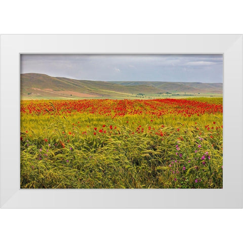 Italy-Apulia-Metropolitan City of Bari-Gravina in Puglia Large field of barley and poppies White Modern Wood Framed Art Print by Wilson, Emily