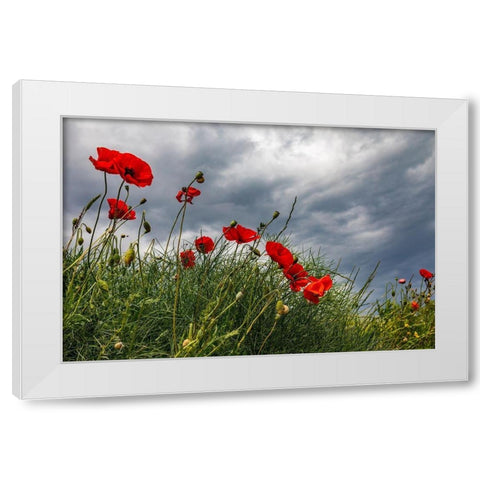 Italy-Apulia-Province of Taranto-Laterza Poppies against a stormy sky White Modern Wood Framed Art Print by Wilson, Emily