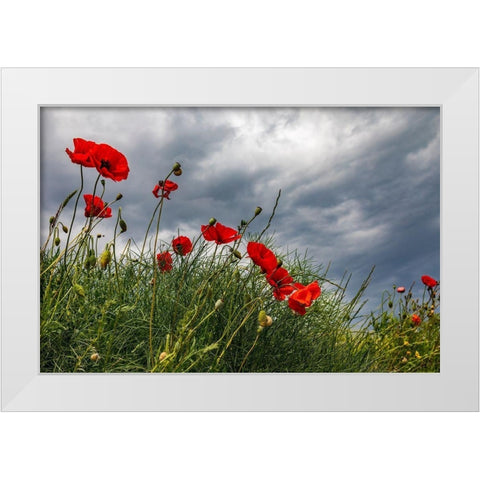Italy-Apulia-Province of Taranto-Laterza Poppies against a stormy sky White Modern Wood Framed Art Print by Wilson, Emily