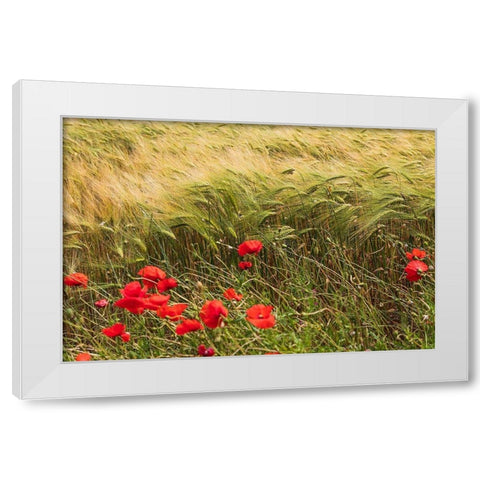 Italy-Apulia-Province of Taranto-Laterza Field of barley with poppies White Modern Wood Framed Art Print by Wilson, Emily