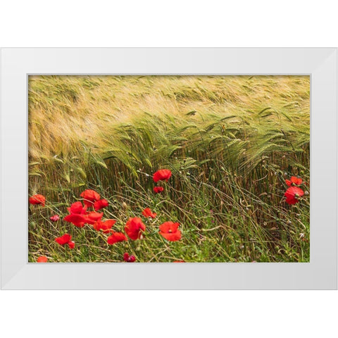 Italy-Apulia-Province of Taranto-Laterza Field of barley with poppies White Modern Wood Framed Art Print by Wilson, Emily