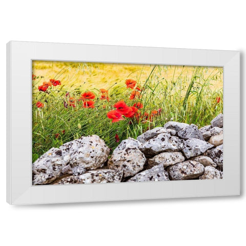 Italy-Apulia-Province of Taranto-Laterza Field of barley with poppies and an old stone wall White Modern Wood Framed Art Print by Wilson, Emily