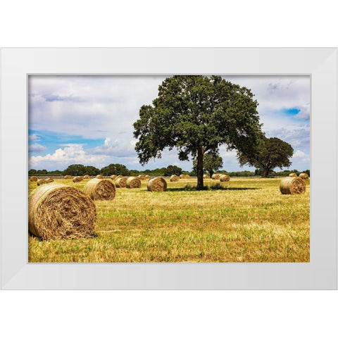 Italy-Apulia-Metropolitan City of Bari-Gioia del Colle Bales of hay in a field White Modern Wood Framed Art Print by Wilson, Emily